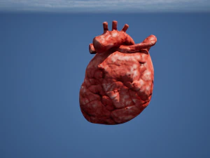 Narząd Serca Model 3D