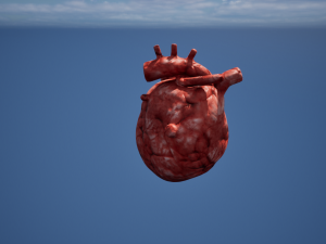 Heart Organ Modello 3D
