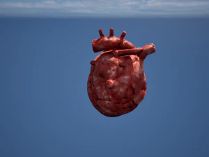 Narząd Serca Model 3D