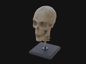 Human Skull 3D 模型