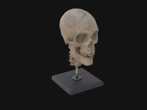 Human Skull Model 3D