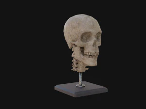 Human Skull 3D Model