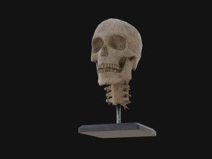 Human Skull Model 3D