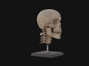Human Skull Model 3D