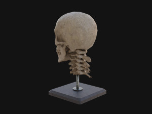 Human Skull Model 3D