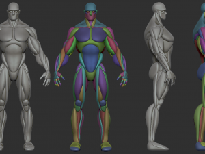 Strong character base mesh 3D Model