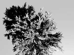 Ağa&ccedil; 3D Model