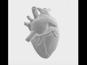 Heart 3D Model