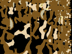 Coyote 3D Model