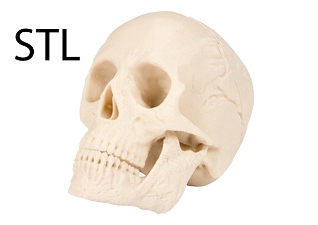 Skull 3d print human 3D print model Model Cetak 3D .c4d .max .obj .3ds .fbx .stl .blend 