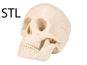 Skull 3d print human 3D print model 3D प्रिंट मॉडल