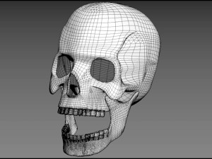 Skull human Modelo 3D