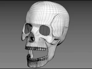 Skull human 3D Model