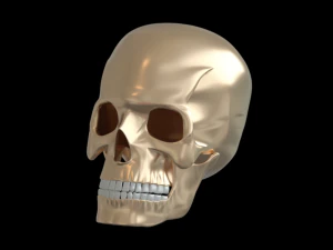 Skull human 3D Model