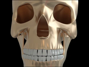 Skull human 3D Model