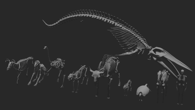 SKELETON COLLECTION 3D 모델 .c4d .max .obj .3ds .fbx .stl .blend 