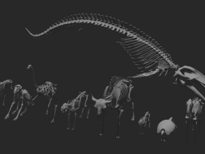 कंकाल संग्रह 3D मॉडल