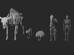 SKELETON COLLECTION 3D 모델