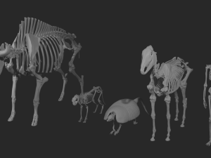 SKELETON COLLECTION 3D 모델
