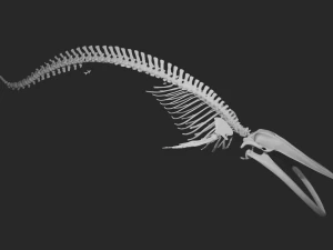 SKELETON COLLECTION 3D Model