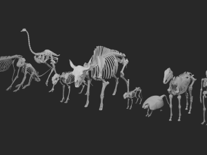 SKELETON COLLECTION 3D 모델