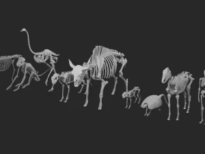SKELETON COLLECTION 3D Model