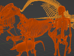 SKELETON COLLECTION 3D 모델