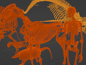 SKELETON COLLECTION 3D Model