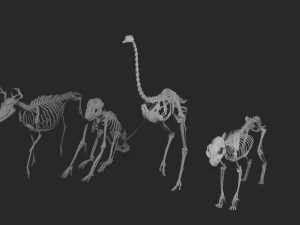 SKELETON COLLECTION 3D Model