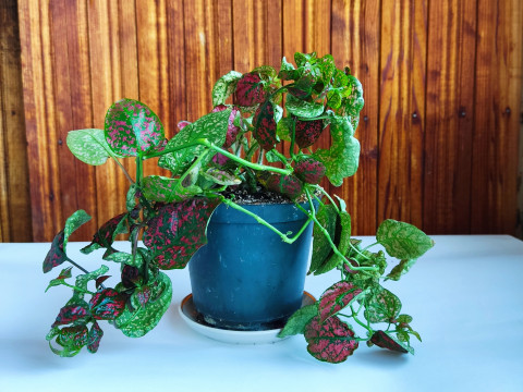 Whimsical Plant Stakes STL files for 3D Print Modello di stampa 3D