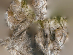 Rockslowpoly Modello 3D