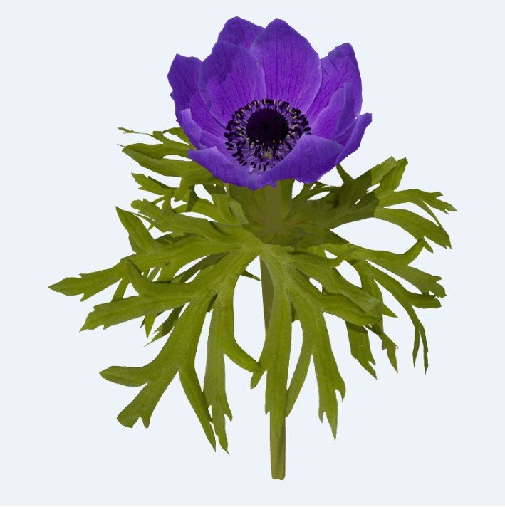 Flower 3D Model .c4d .max .obj .3ds .fbx .stl .blend