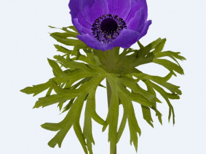 Flower Modelo 3D