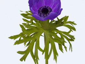 Flower 3D Model