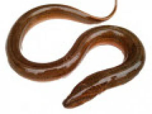 Halka a&ccedil;ık yılan 3D Model