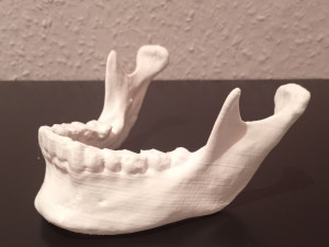 Human Jaw Anatomical 3D Print Model