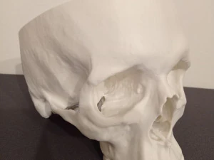 CR&Acirc;NE HUMAIN ANATOMIQUE Modèles 3D en vedette