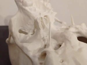 ANATOMICAL HUMAN SKUL 3D Print Model