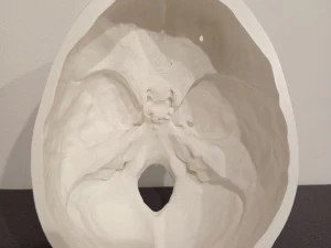 ANATOMICAL HUMAN SKUL 3D Print Model