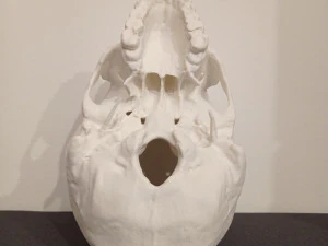 ANATOMICAL HUMAN SKUL 3D Print Model