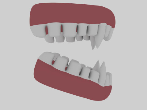 Animal Teeth 3D Model