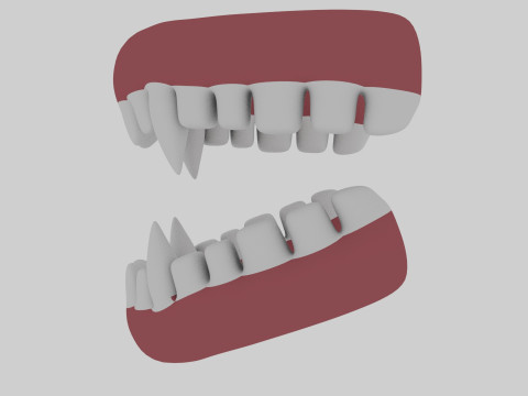 Animal Teeth 3D Model