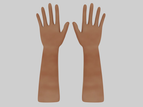 Human Hands 3D Model