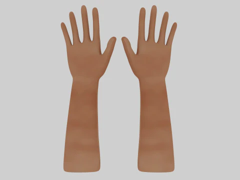 Human Hands 3D Model