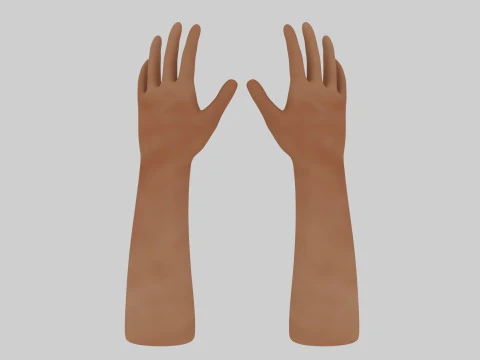 Human Hands 3D Model