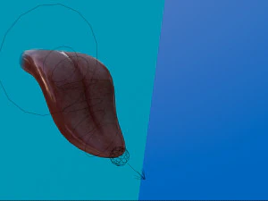 Language 3D Model