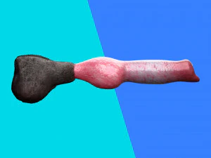 Cane Pene Modello 3D