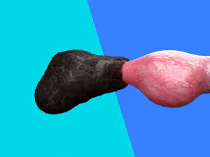 Cane Pene Modello 3D