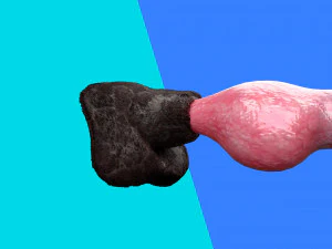 Cane Pene Modello 3D