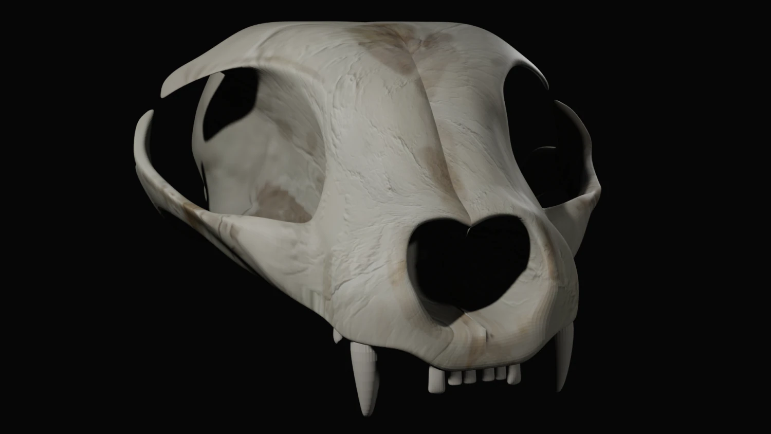 Cat Skull 3D Model .c4d .max .obj .3ds .fbx .stl .blend